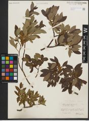 Foto von Salix phylicifolia L.